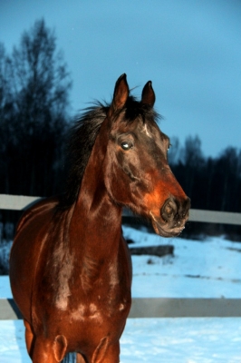 Фотографии лошадей_3