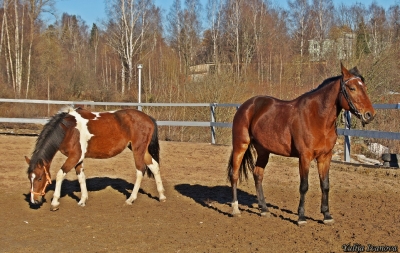 Фотографии лошадей_11