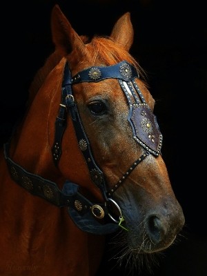 Фотографии лошадей_14
