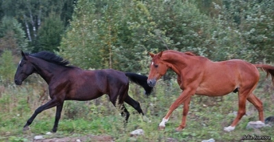 Фотографии лошадей_28