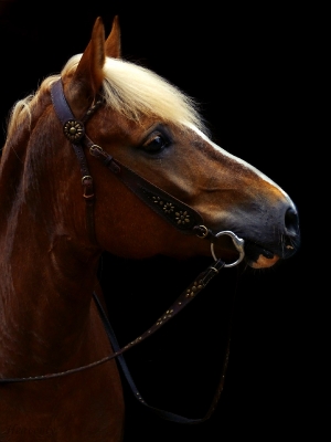 Фотографии лошадей_32